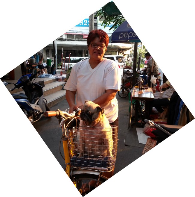 Pug in a basket: One of our favourite neighbourhood dogs